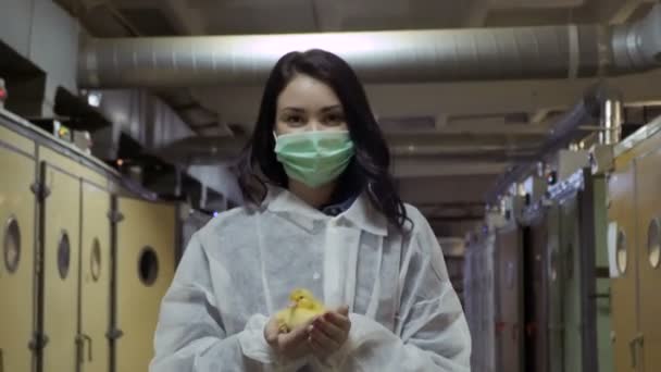 Inspector with duckling in hands walk through corridor near incubators at farm — Stock Video