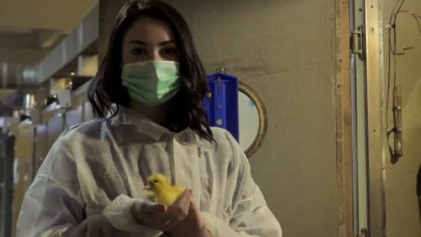 Inspector en máscara protectora y mono con patito en incubadora en granja — Vídeo de stock