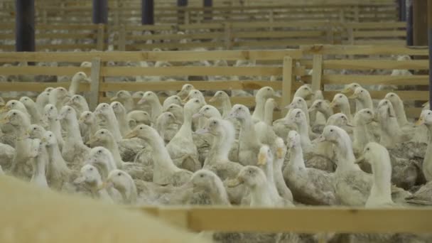 Anbau von Enten auf Geflügelfarm zum Verkauf — Stockvideo