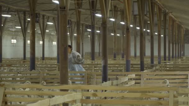 农民在家禽养殖场取鸭蛋 — 图库视频影像