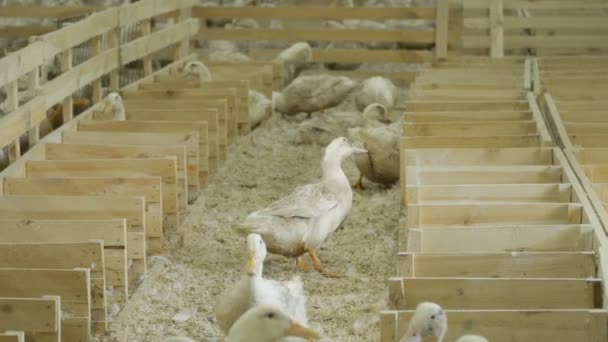 Enten auf Geflügelhof — Stockvideo