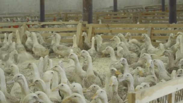 Beaucoup de canards dans le enclos de la ferme avicole — Video