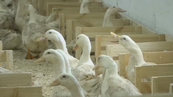販売のための家禽農場で成長して大人のアヒル — ストック動画