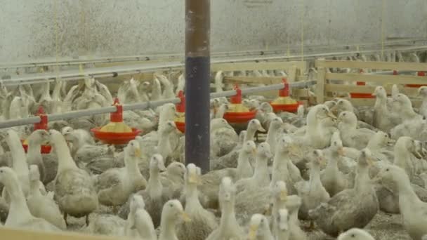 Толпа уток на птицефабрике — стоковое видео