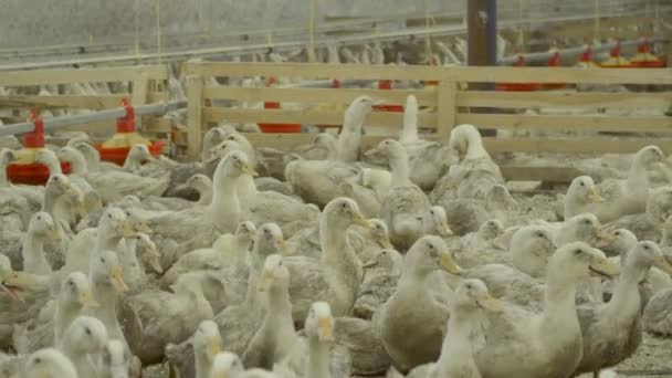 Corral con patos en granja avícola — Vídeos de Stock