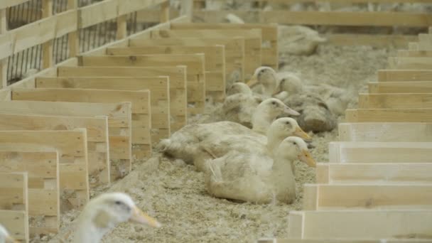 Weiße Enten auf Geflügelfarm — Stockvideo