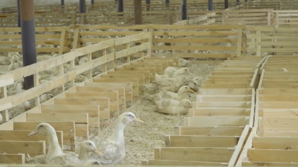 A kacsa karámokkal — Stock videók
