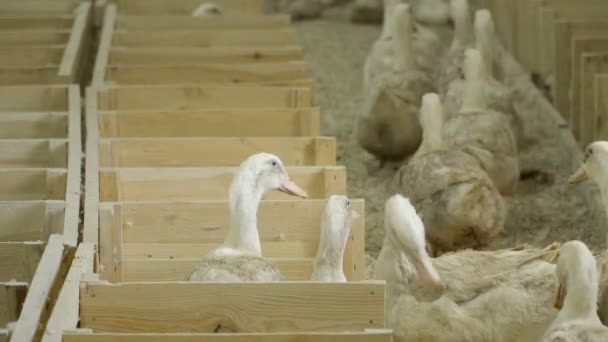 Patos para venda na exploração avícola — Vídeo de Stock