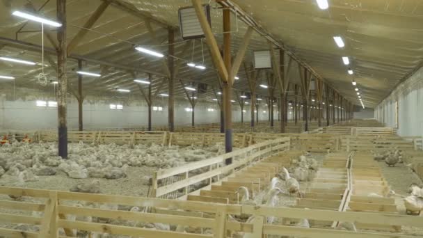 Πάπιες που αυξάνεται στο πτηνοτροφείο προς πώληση τους ως ένα κρέας — Αρχείο Βίντεο
