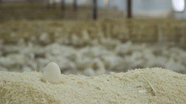 Ördek yumurta tavuk çiftliğinde