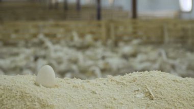 Ördek yumurta tavuk çiftliğinde talaş içinde