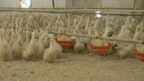 Толпа уток на птицефабрике — стоковое видео