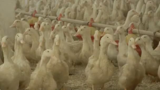 Выращивание уток на продажу в виде мяса на птицефабрике — стоковое видео