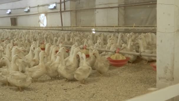 Una gran cantidad de patos creciendo en los potreros de la granja de aves de corral para la venta — Vídeos de Stock