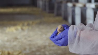 Müfettiş kontrol ördek yavrusu Cinsiyeti