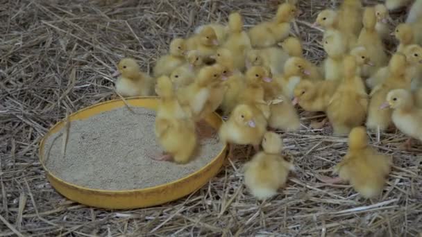 Little ducklings at poultry farm — Stock Video