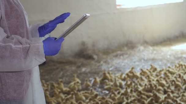 Επιθεωρητής με ψηφιακό tablet κάνει αναφορά σε μια φάρμα πουλερικών — Αρχείο Βίντεο