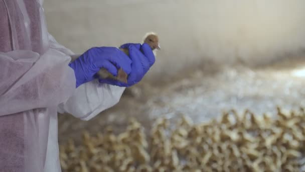 Farmer check gender of duckling — Stock Video