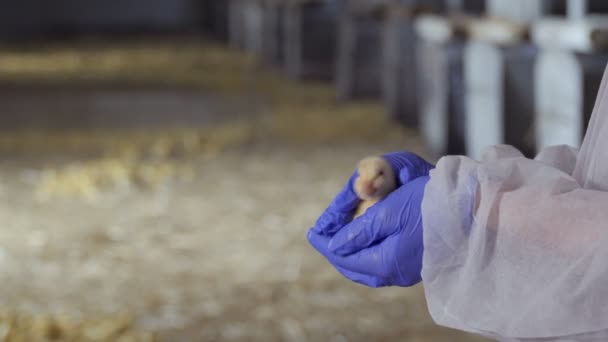 Müfettiş kontrol ördek yavrusu Cinsiyeti — Stok video