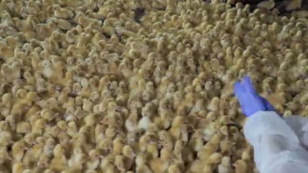パドック内かわいい小さなアヒルの子 農家が手をたたくし おかしなアヒルの子から逃げる音 販売のための養鶏場のアヒルの栽培 — ストック動画