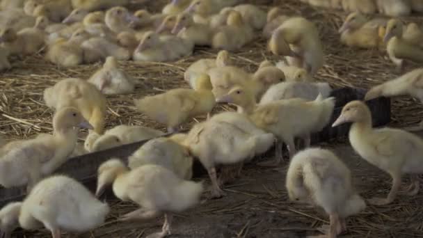 Cute ducklings eat feed — Stock Video