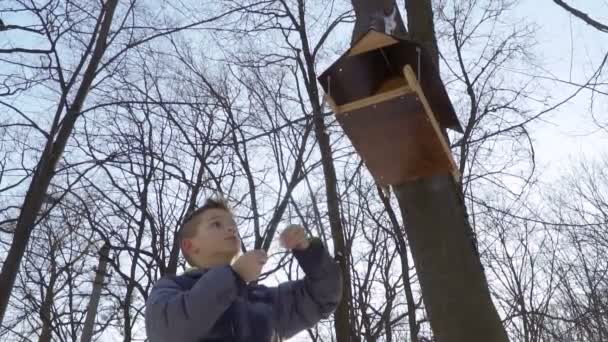 Menino alimenta pássaros e coloca pedaços de pão em alimentadores de pássaros — Vídeo de Stock