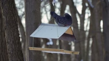 Gri pigeon kuş evi çatı oturmak