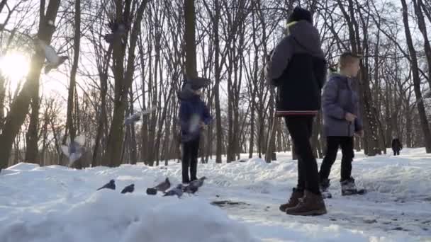 Três meninos alimentam pombos no parque de inverno — Vídeo de Stock