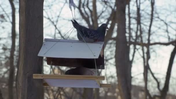 鳩は鳥の餌箱に座る — ストック動画