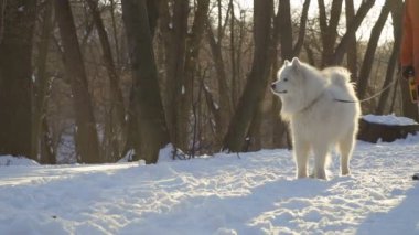 Tanınmayan kişiden yürüyüş ile güzel samoyed köpek kış Park