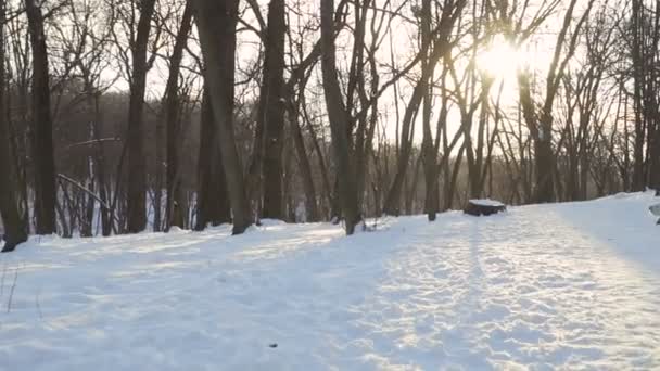 Charmig fluffiga samojedvalpar hund promenad på koppel i Vinterparken — Stockvideo