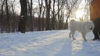 Tanınmayan kadın yürüyüş ile beyaz kabarık samoyed köpek kış Park