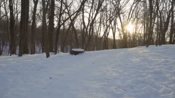 Mooie winter park met een heleboel sneeuw — Stockvideo