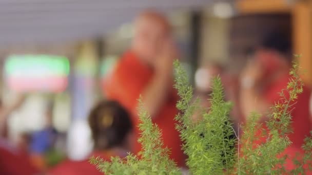 Fãs de futebol desfocados no café de rua, planta verde em foco em primeiro plano — Vídeo de Stock