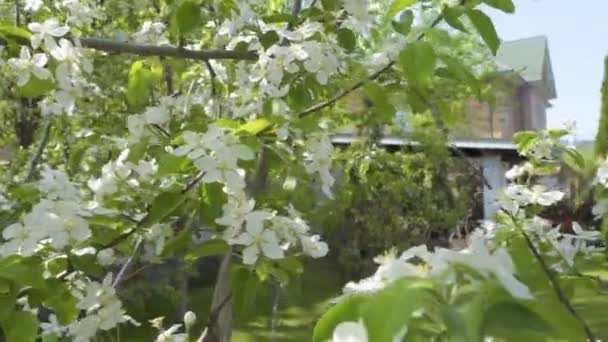 Árvores Com Flores Brancas Jardim Câmera Movimento — Vídeo de Stock