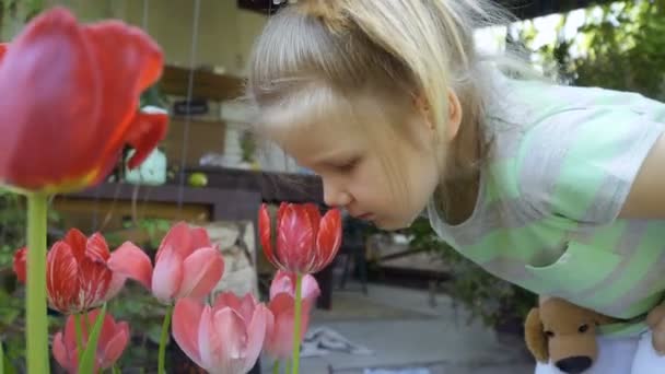Una Ragazzina Carina Annusa Tulipani Giardino Adorabile Bambino Esplorare Ambiente — Video Stock