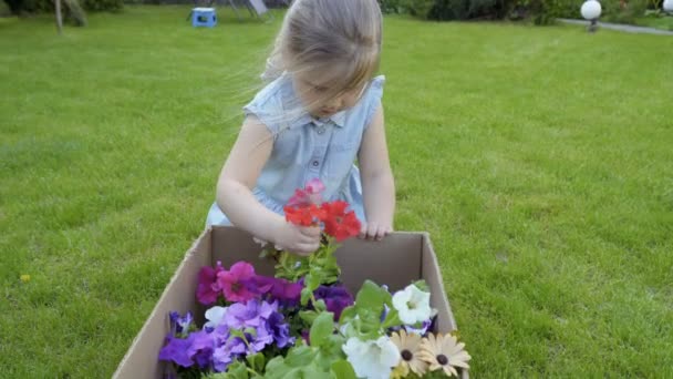 小女孩坐在草地上 拿出从 Cardbox 花的花盆 可爱的孩子帮助她的母亲在花园里 — 图库视频影像