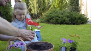 Baba ve küçük kız çiçek plastik kap toprak kap değiştirmeliyiz. Aile birlikte doğa bahçede çalışır..