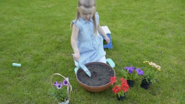 Mała dziewczynka wykopy do garnka z glebą dla przesadzają petunia — Wideo stockowe