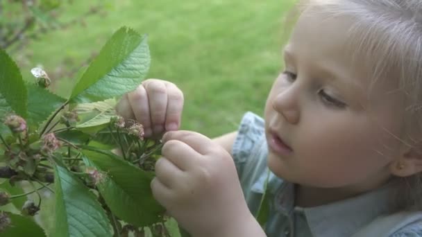 可爱的小女孩探索樱桃树与绿色浆果 可爱的孩子探索周围环境 — 图库视频影像