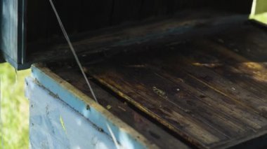 Sakin arılar ile açılış arı kovanı. Büyüyen ve arıdan bal üretimi için bakım.