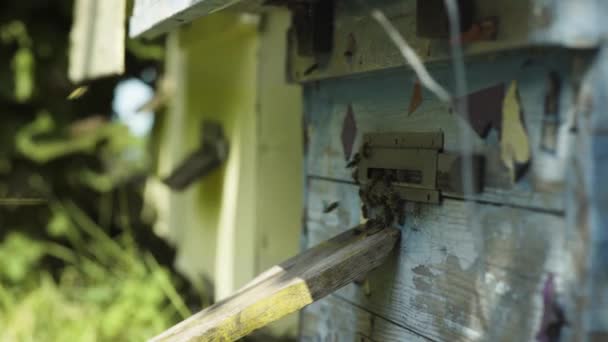 Fliegende Bienen in der Nähe von Bienenstöcken — Stockvideo