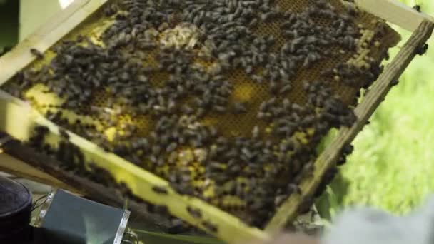 Apiculteur prenant les rayons de miel avec des abeilles pour l'inspection — Video