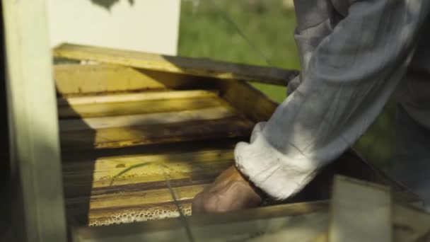 Apiarista tirar os favos de mel da colmeia — Vídeo de Stock