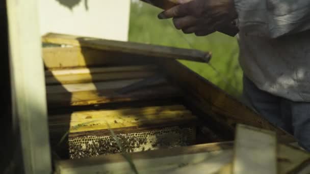 Apiarist wglądu strukturze plastra miodu, stojący w pobliżu Ula — Wideo stockowe