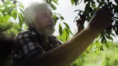 Kıdemli adamı seç kiraz ağacı ve bahçede tatma