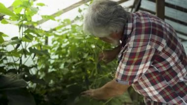 Sera içinde salatalık lahanası teftiş olgun gri saçlı adam