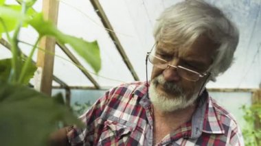 Komuta sizde lahanası salatalık sera içinde teftiş