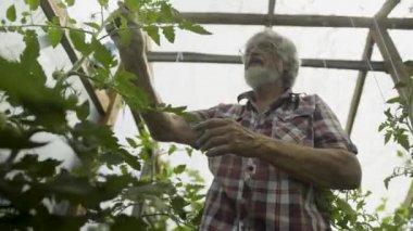 Olgun adam salatalık sera içinde teftiş