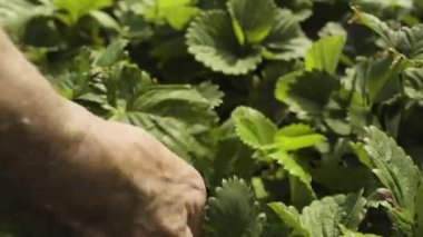 Kırmızı çilek çilek Bush'larda kontrol bahçıvan